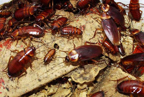 uma barata consegue sobreviver sem cabeça